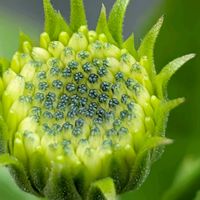 ハナミズキ,モッコウバラ,オステオスペルマム,エリオステモン プロファッション,祈る震災復興の画像