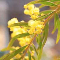 ミモザ,ライスフラワー,ラナンキュラス　ラックス,ミラーレス一眼,ちっちゃいものクラブの画像