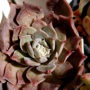 多肉植物,エケベリア属,多肉のある暮らし,植中毒,多肉女子の画像