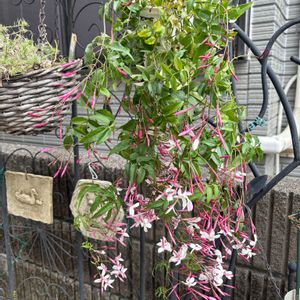 ハゴロモジャスミン,ハゴロモジャスミン,ヒヤシンス,ヒヤシンス,ワスレナグサの画像