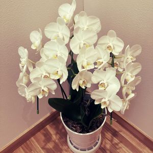 コチョウラン,観葉植物,植物,新入りさん,植物のある暮らしの画像