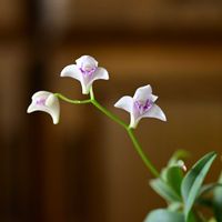 カトレア,デンドロビウム,ミニカトレア,キンギアナム,フェアリーランド'ポポ'の画像