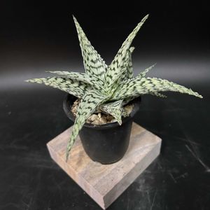 多肉植物,観葉植物,アロエ属,珍奇植物,ビザールプランツの画像