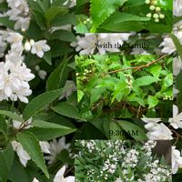 ウツギ,クレマチス,ツバキ,クレマチス  カートマニージョー,白い花の画像