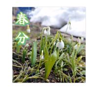 スノードロップ,祈り,前庭,お家園芸,つぼみに魅せられての画像