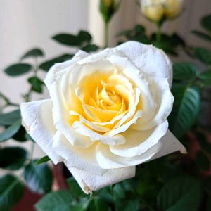 バラ,薔薇,薔薇♪,黄色,黄色の花の画像