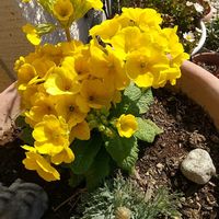 クロッカス,ツルニチニチソウ,ノースポール,ムラサキシキブ,プリムラ　ジュリアンの画像