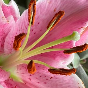 ユリ,ユリ,ピンク,ピンクの花,金曜日の蕾たちの画像