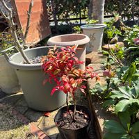 オタフクナンテンの画像