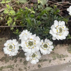イベリス,イベリス・センペルビレンス,初めての花♡,放置栽培,神奈川県の画像