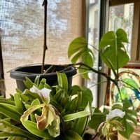 子宝弁慶草,カキ,手づくりケーキ,春のお彼岸,サクラソウ（桜草）の画像