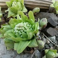 ニラ,ヒューケラ,ばっけの画像