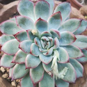 エケベリア 花うらら,メストクレマ マクロリズム,多肉多肉多肉,植中毒,GSに感謝。の画像