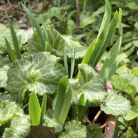 アヤメ,ユキノシタの画像