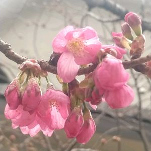 手作り,私のお気に入り。,開花宣言,さくら 桜 サクラ,お花のある暮らしの画像