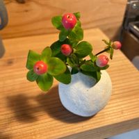 ヒペリカムの画像