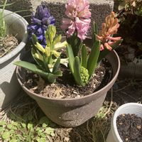 ヒヤシンス,ヒヤシンス,ヒヤスンスの画像