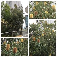 バンクシア,スズメ,パークスガーデン,世界スズメの日の画像