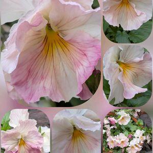 イベリス,サイネリア,バラ,パンジー,ビオラの画像