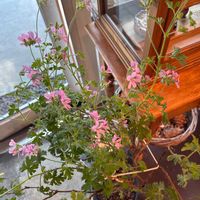 ローズゼラニウムの画像