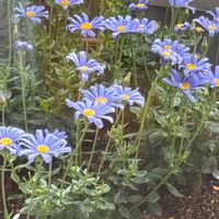 ブルーデージーの画像