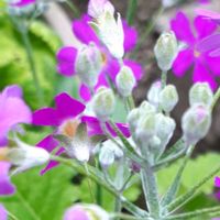 サクラソウ,花言葉,キュンキュン乙女倶楽部,ピンクワールドへ ようこそ,金曜日の蕾たちの画像