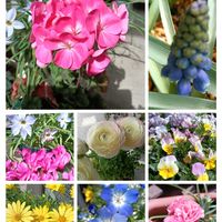 ネモフィラ,ベゴニア,ラナンキュラス,ガーデンシクラメン,ビオラの画像