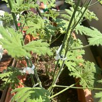 ローズゼラニウム,家庭菜園の画像