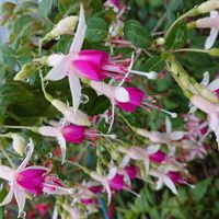 フクシア,フクシア(ホクシャ)の画像