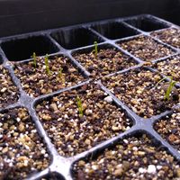 葉ネギ,実生苗,種まき,種から育ててみませんか,京千緑の画像