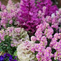 ストック,ハボタン,パンジー,ビオラ,白妙菊(しろたえぎく)の画像