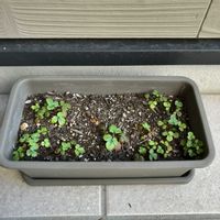 ワイルドストロベリーの画像