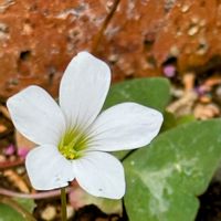 オキザリス,カタバミ,嬉しい出会い,越前市味真野苑,wakuwakuの画像