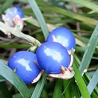 リュウノヒゲ,自宅の庭の画像