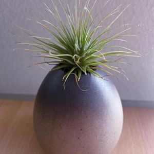 チランジア,エアプランツ,一輪挿し,asingleflowervase,リビング・ダイニングの画像