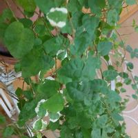 プミラ,ポスト♡,ガチャコレクションの画像