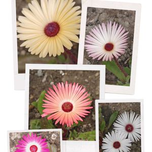 リビングストーンデージー,花のある暮らし,植中毒,花自慢,春はすぐそこの画像