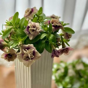 フェアリースター・コーラルピンク,ミリオンベル　プチホイップ　ラムレーズン,ミリオンベル　プチホイップ　ラムレーズン,北海道,サントリー フラワーズの画像