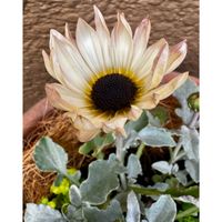 アークトチス,キララ,サントリーキララ,葉牡丹萌花ショコラ,葉牡丹 萌花の画像