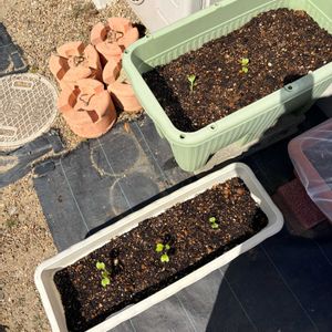 プランター,プランター栽培,家庭菜園初心者,おうち園芸,家庭菜園の画像
