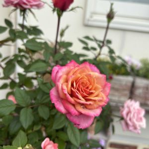 植物のある暮らし,ありがとう♡,バラ・ミニバラ,お花のある暮らしの画像