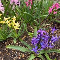 ヒヤシンス,ヒヤシンス,フィカスウンベラータ,ミッチの会,チーム茨城の画像