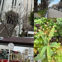 コブシ,コブシ,シジミバナ,イチョウ,イチョウの画像