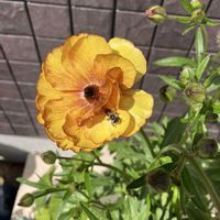 シレネ,シレネ,ライスフラワー,らいすフラワー,ラナンキュラックスの画像