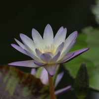 熱帯スイレン,散歩,温室,都立神代植物公園,熱帯スイレン品種の画像