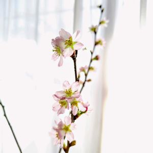 啓翁桜,バラ　サムライ,窓辺の画像