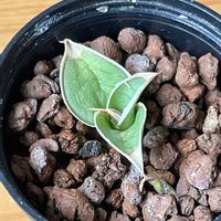 サンスベリア,サンスべリア,観葉植物,ハイドロカルチャー,サンスベリア属の画像