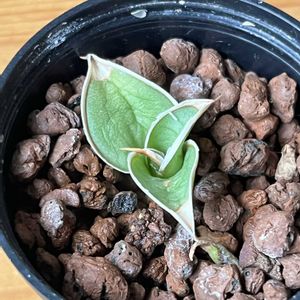 サンスベリア,サンスべリア,観葉植物,ハイドロカルチャー,サンスベリア属の画像