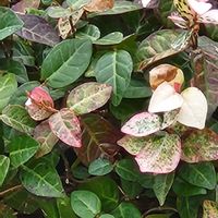 ハツユキカズラ,ハツユキカズラの画像