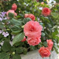 八重咲きインパチェンス,お花,植物のある暮らし,ありがとう♡,バラ・ミニバラの画像